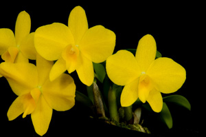 Cattleya coccinea var aurea 'Yellow Diamonds' AM 87